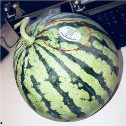 网红吃瓜王,揭秘娱乐圈幕后真相