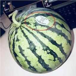 富县网红吃瓜,揭秘网络红人的幕后生活