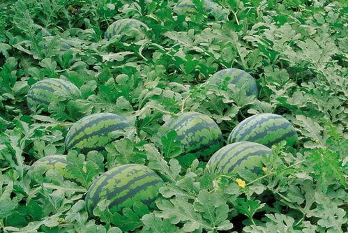 滨江网红吃瓜群微信,揭秘网络红人的幕后故事