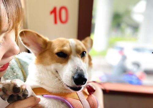 最新吃瓜爆料小羊,娱乐圈幕后真相大揭秘