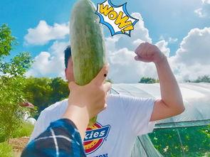 网红群吃瓜,揭秘娱乐圈幕后故事